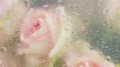 Back Ground Video Nature's beauty