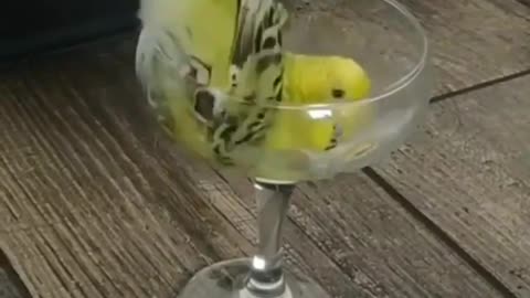 🙏❤️🎉🎉🎉🎊🎊🎊️SWEET AND FUNNY ANIMALS SHOTS 🙏❤️❤️🎉🎉🎉🎊🎊🎊