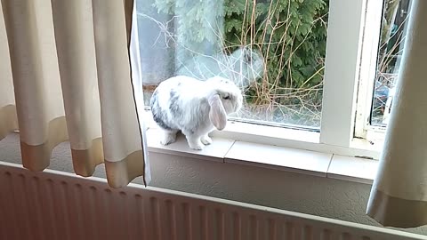 Rabbit in windowsill and looking outside
