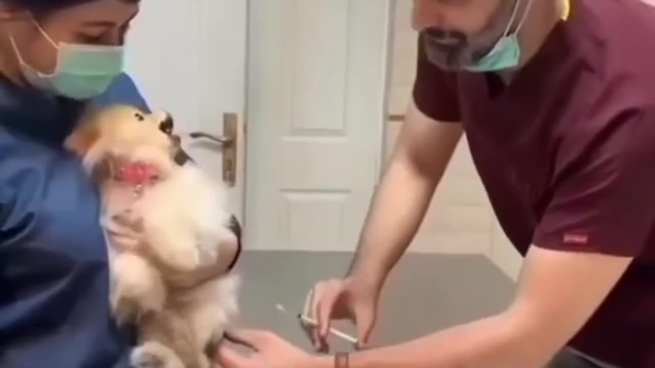 Beautiful cat dancing with your friends.πΊπ²π