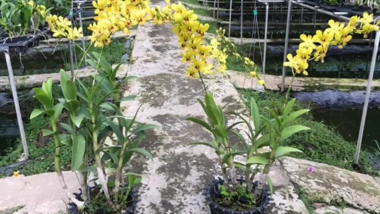 Orchids are absolutely beautiful