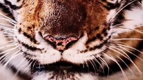 Pet tiger