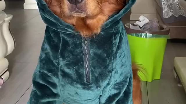 As time went by, the puppy became stronger.