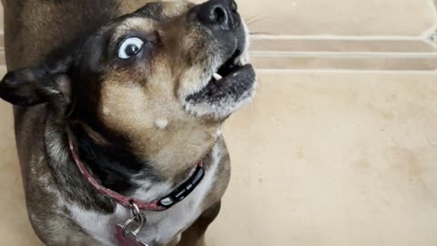 Talking Dogs