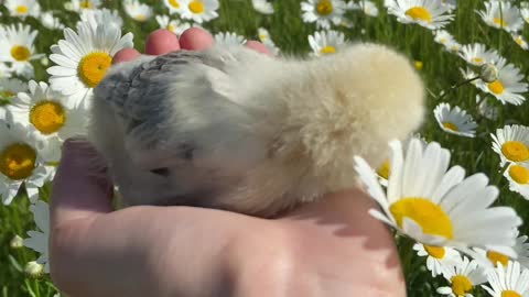 Beautiful chicken among the flowers