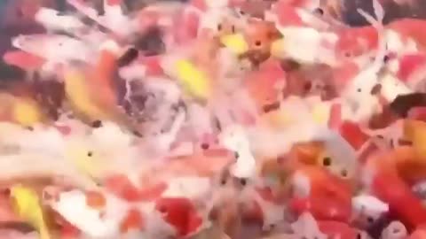 fishes