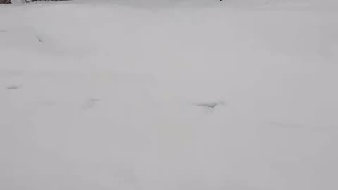 Wasilla Winter Chronicle Part 9 "What is It?"