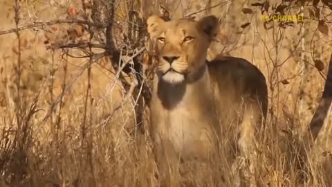 Attack Lion