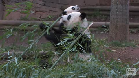 The Giant Panda Cubs' First Day Outside