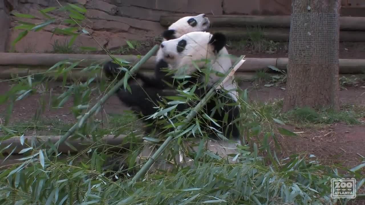 The Giant Panda Cubs' First Day Outside