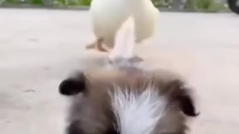 ----Funny Animal Videos ----- Super Funny Dog Videos _short video