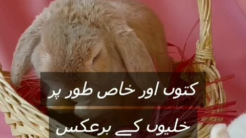 Rabbits facts