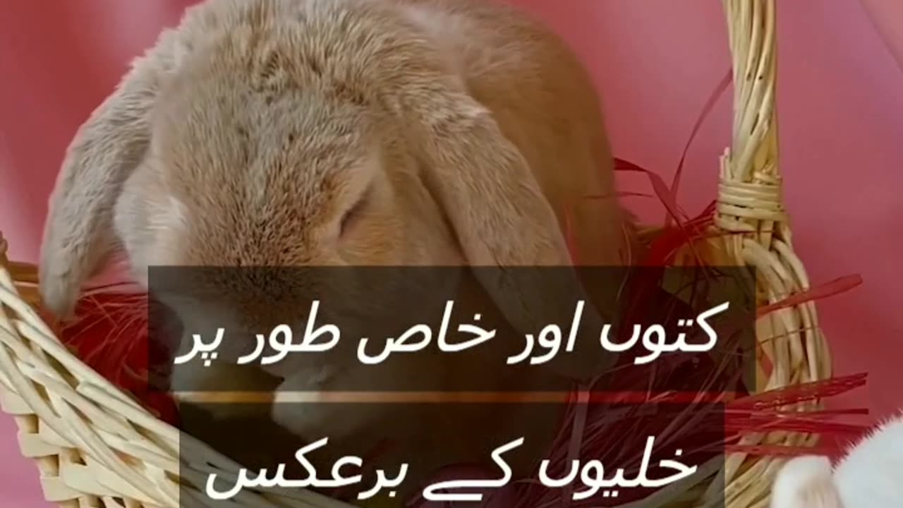 Rabbits facts