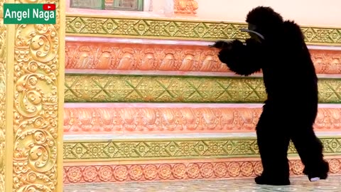 Best Gorilla Prank