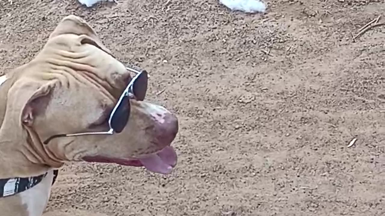 Dog Funny moments