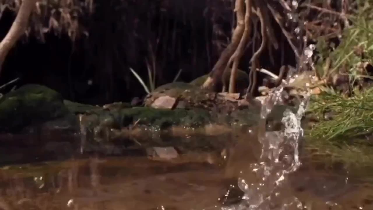 Kingfisher Dive #shorts #shortvideo #video #virals #videoviral