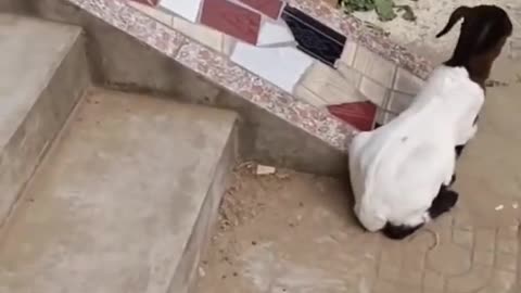 Cute baby goat