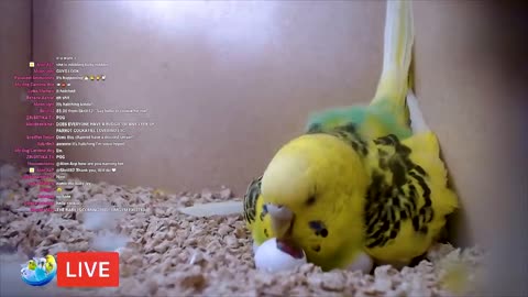 BUDGIE GROWTH STAGES | First 44 Days of Babies Timelapse