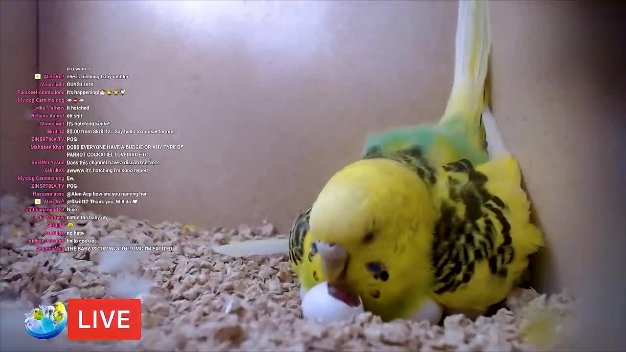BUDGIE GROWTH STAGES | First 44 Days of Babies Timelapse