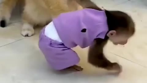 Cute monkey 🐒 baby playing with 🐈 cat