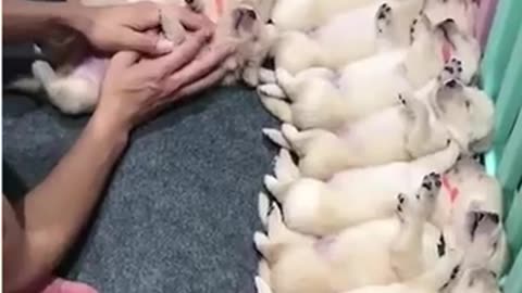 How many puppies are there
