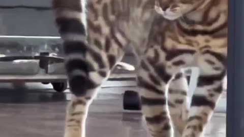 The Cat Saw His Reflection 🤪For The 1st Time!