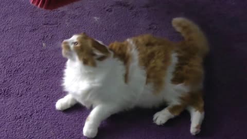 Funny cats