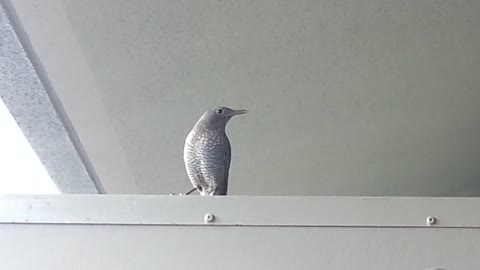 White Bird Chirping