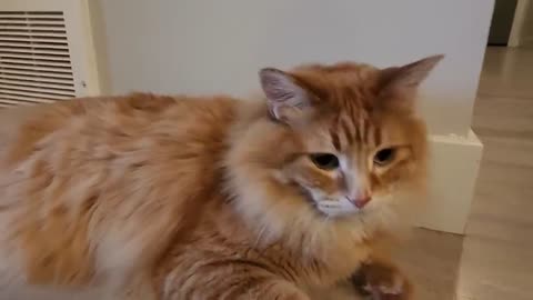 Meet Walter the Cat.