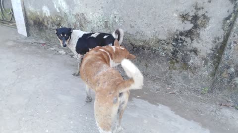 3 Dog