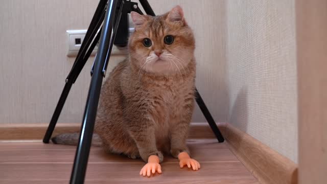 These little handles are the best for massaging Hosico's fluffy cheeks