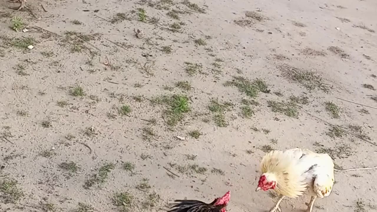 Cocks fight