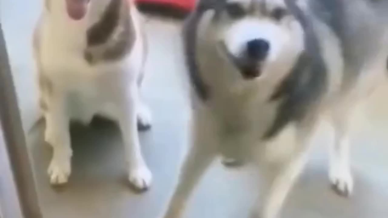 Cute Pets ☺️