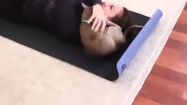 funny cats, funny cats and dogs, funny cats videos, funny cats compilation, funny cats shorts