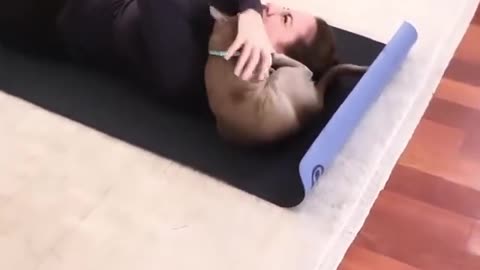 funny cats, funny cats and dogs, funny cats videos, funny cats compilation, funny cats shorts