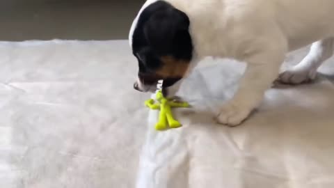 Puppy vomits surprising thing at vet 🥺😱