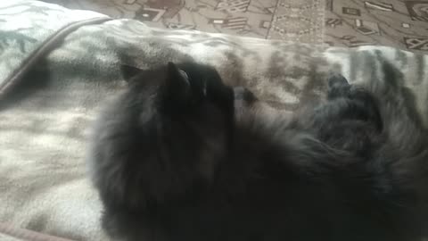 one house,and three cats