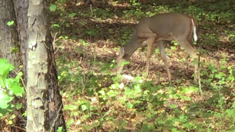 Rum Creek WMA Georgia