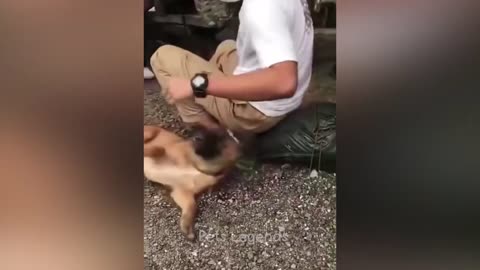 funny animal videos