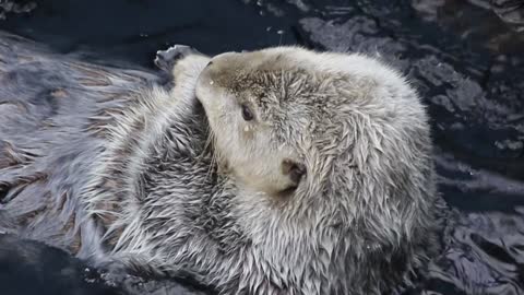 an otter swimming in a water