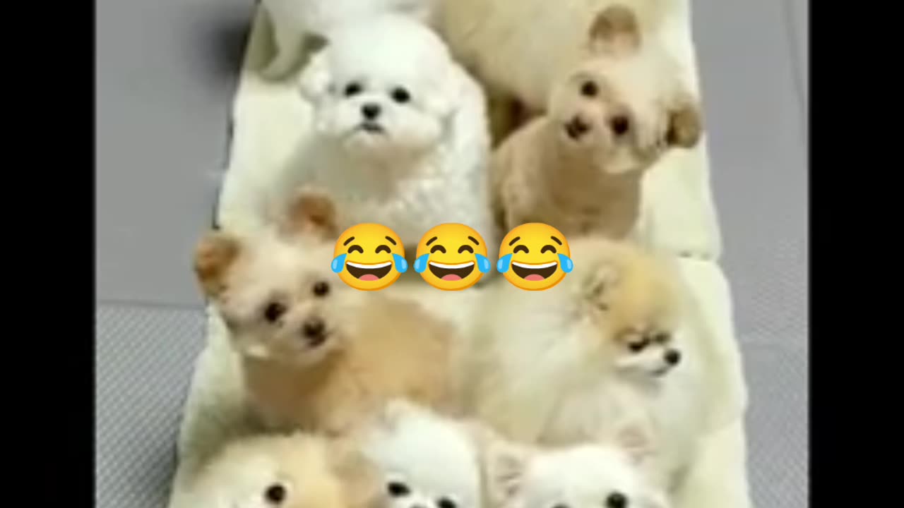 Cute doggy