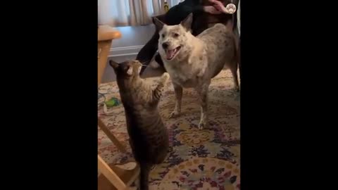 Funny Cat 🐈