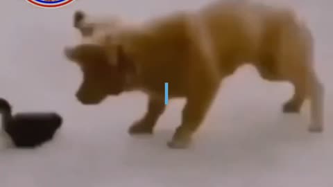 CAT DOG VIDEO