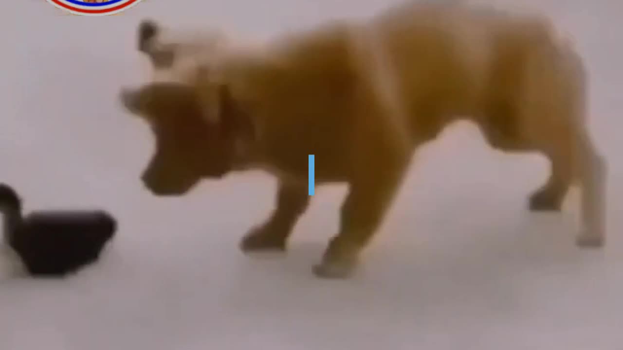 CAT DOG VIDEO