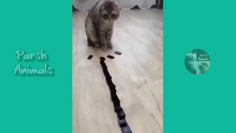 Animal Funny acts