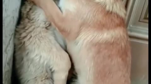 Cat and dogs funny clips