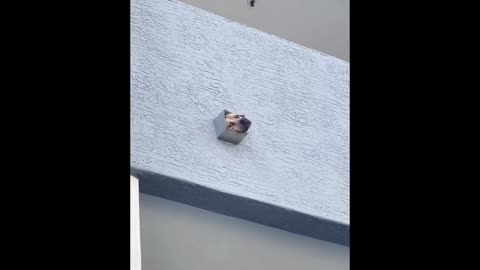 Funny animal videos 4