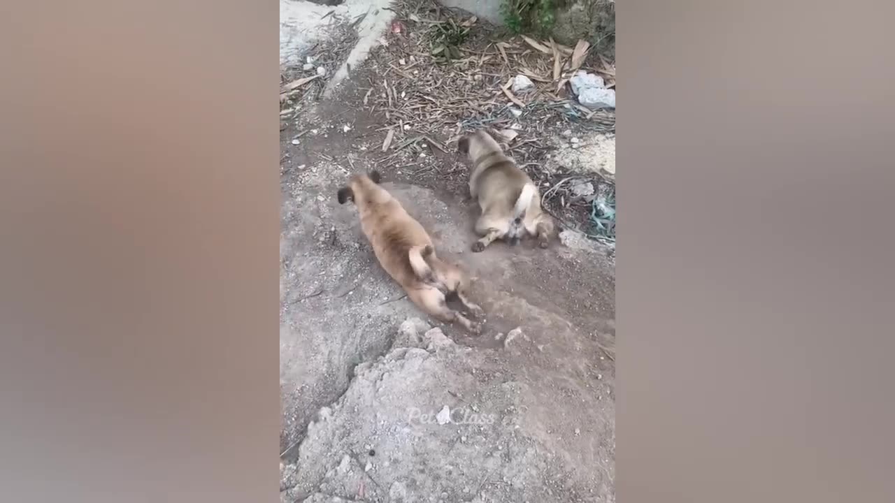 Funniest Animals 2023 😂 Funny Cats and Dogs