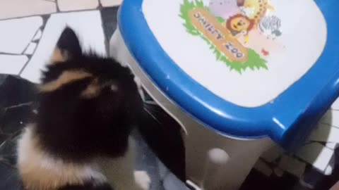 The cat lover