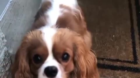 Cute and beautiful dog 🐶